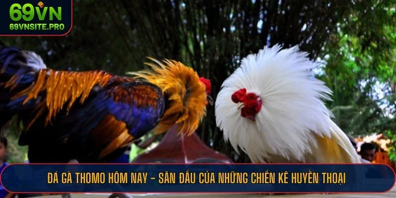 Tham gia sân chơi đá gà Thomo hôm nay tại 69VN