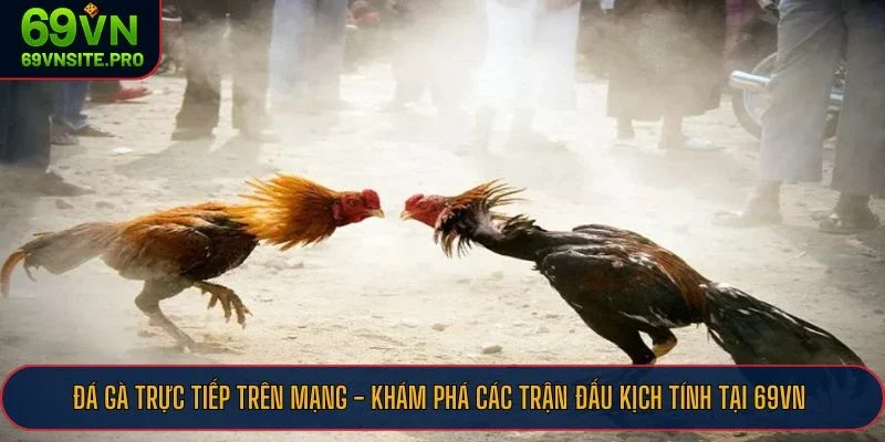 Các trận đá gà trực tiếp trên mạng được 69VN mang đến cho hội viên