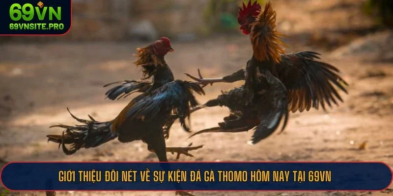 Giới thiệu đôi nét về sự kiện đá gà Thomo hôm nay tại 69VN