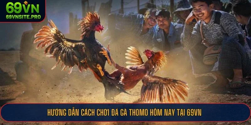 Hướng dẫn cách chơi đá gà Thomo hôm nay tại 69VN