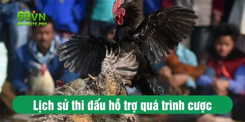 Lịch sử thi đấu hỗ trợ quá trình cược chọi gà