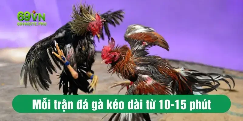 Mỗi trận đá gà kéo dài từ 10-15 phút