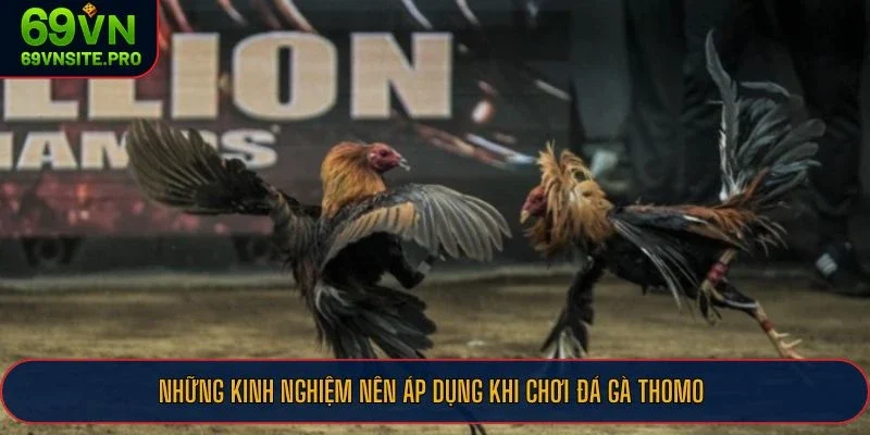 Những kinh nghiệm nên áp dụng khi chơi đá gà Thomo