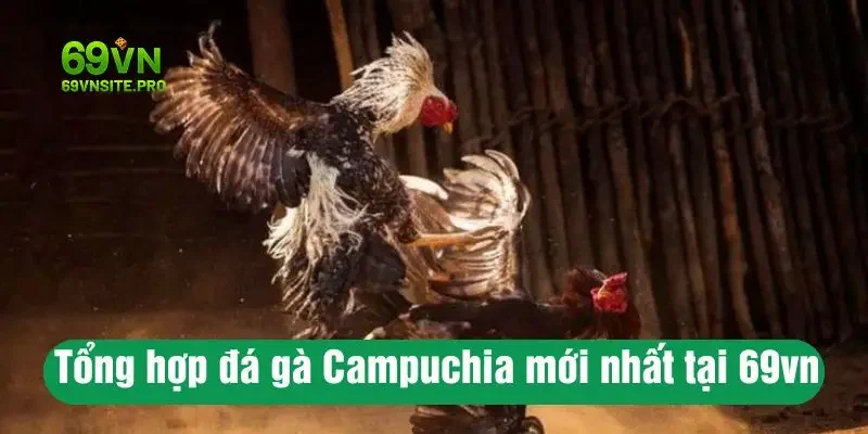 Tổng hợp đá gà Campuchia mới nhất tại 69vn